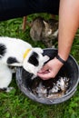 A funny cat looks into a bucket to steal fish. Freshly caught river fish crucian carp. A man cleans fish from scales. Royalty Free Stock Photo