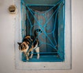 A funny cat looks out of a window on the Greek island of Crete Royalty Free Stock Photo