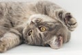 A funny cat lying upside down. Close-up, horizontal photo. The cat does not look into the frame. Yellow eyes, striped pet Royalty Free Stock Photo