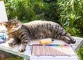 Funny cat lying on the wooden table with colored pencils set Royalty Free Stock Photo