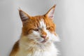 Funny cat Maine Coon