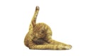 Funny cat make yoga pose. Isolated on white background.