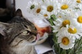 Funny cat near the bouquet of daisies