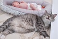 Funny cat next to a newborn baby to a cocoon on the crib