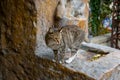 Funny cat on the old marble fountain. Homeless cats on the streets of Tbilisi.