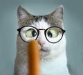 Funny cat at ophtalmologist appointmet Royalty Free Stock Photo