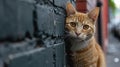 A funny cat peeks out from behind an old wall. Portrait of a wild cat. Homeless cats on the street Royalty Free Stock Photo