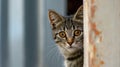 A funny cat peeks out from behind an old wall. Portrait of a wild cat. Homeless cats on the street Royalty Free Stock Photo