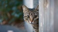 A funny cat peeks out from behind an old wall. Portrait of a wild cat. Homeless cats on the street Royalty Free Stock Photo