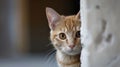 A funny cat peeks out from behind an old wall. Portrait of a wild cat. Homeless cats on the street Royalty Free Stock Photo