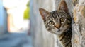 A funny cat peeks out from behind an old wall. Portrait of a wild cat. Homeless cats on the street Royalty Free Stock Photo