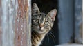 A funny cat peeks out from behind an old wall. Portrait of a wild cat. Homeless cats on the street Royalty Free Stock Photo