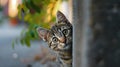 A funny cat peeks out from behind an old wall. Portrait of a wild cat. Homeless cats on the street Royalty Free Stock Photo