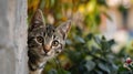 A funny cat peeks out from behind an old wall. Portrait of a wild cat. Homeless cats on the street Royalty Free Stock Photo