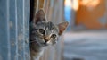 A funny cat peeks out from behind an old wall. Portrait of a wild cat. Homeless cats on the street Royalty Free Stock Photo