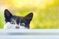 Funny cat peeks out of the street into the window