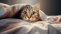 Funny cat peeks out from under the blankets