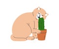 Funny cat pet. Cute kitty biting cactus in pot, houseplant. Adorable amusing feline animal chewing barbed spiky plant Royalty Free Stock Photo