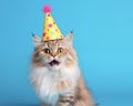 Funny cat. Pets. Zooclinic, veterinary. Hotel for animals. Kitten in birthday hat Royalty Free Stock Photo