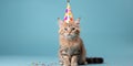 Funny cat. Pets. Zooclinic, veterinary. Hotel for animals. Kitten in birthday hat Royalty Free Stock Photo