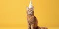 Funny cat. Pets. Zooclinic, veterinary. Hotel for animals. Kitten in birthday hat Royalty Free Stock Photo