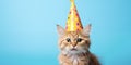 Funny cat. Pets. Zooclinic, veterinary. Hotel for animals. Kitten in birthday hat Royalty Free Stock Photo