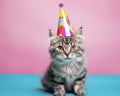 Funny cat. Pets. Zooclinic, veterinary. Hotel for animals. Kitten in birthday hat Royalty Free Stock Photo