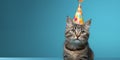 Funny cat. Pets. Zooclinic, veterinary. Hotel for animals. Kitten in birthday hat Royalty Free Stock Photo