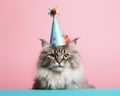 Funny cat. Pets. Zooclinic, veterinary. Hotel for animals. Kitten in birthday hat Royalty Free Stock Photo