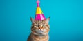 Funny cat. Pets. Zooclinic, veterinary. Hotel for animals. Kitten in birthday hat Royalty Free Stock Photo