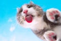 Funny cat with pink nose licking invisible glass on a blue sky background Royalty Free Stock Photo