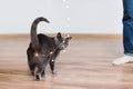 Funny cat playing with garland. Russian blue cat with Christmas lights, selective focus. Royalty Free Stock Photo