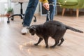 Funny cat playing with garland. Russian blue cat with Christmas lights, selective focus. Royalty Free Stock Photo