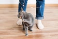 Funny cat playing with garland. Russian blue cat with Christmas lights, selective focus. Royalty Free Stock Photo