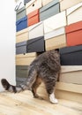 Funny cat playing hide and seek or curious, he climbed into a pile of folded shoe boxes and only his hind legs and tail are