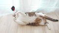 Funny cat playing with toy close-up. Domestic striped cat playing with Ttoy on Aapartment floor. Furry pedigreed pet