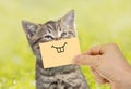 Funny cat portrait with smile on green grass outdoor Royalty Free Stock Photo