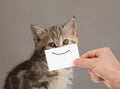 Funny cat portrait with smile on cardboard Royalty Free Stock Photo