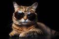 Funny cat portrait in sunglasses high quality, animals, pets Royalty Free Stock Photo