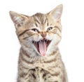 Funny cat portrait yawning with open mouth isolated Royalty Free Stock Photo