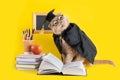 Funny cat professor showing his tongue on yellow background with school accessories. Theacher`s day, Back to school, knowledge Da Royalty Free Stock Photo