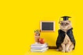 Funny cat professor on yellow background with a blackboard, books and school supplies. Back to school, college, university. Copy Royalty Free Stock Photo