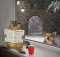 Cat reading a newspaper on the sill 2 Royalty Free Stock Photo