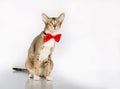 Funny cat in a red bow tie Royalty Free Stock Photo