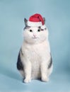 Funny cat in santa hat and framed picture with copy space christmas post card photo Royalty Free Stock Photo