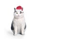Funny cat in santa hat and framed picture with copy space christmas post card photo Royalty Free Stock Photo