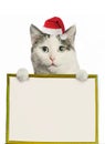 Funny cat in santa hat and framed picture with copy space christmas post card photo Royalty Free Stock Photo