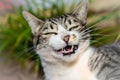 Cats, Cat, gato. Funny cat. Royalty Free Stock Photo