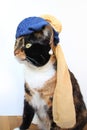 Funny cat in a scarf with decoration, copy to the original painting by artist Vermeer Girl with a pearl earring, concept of parody Royalty Free Stock Photo