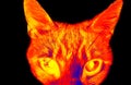Funny cat in scientific high-tech thermal imager Royalty Free Stock Photo